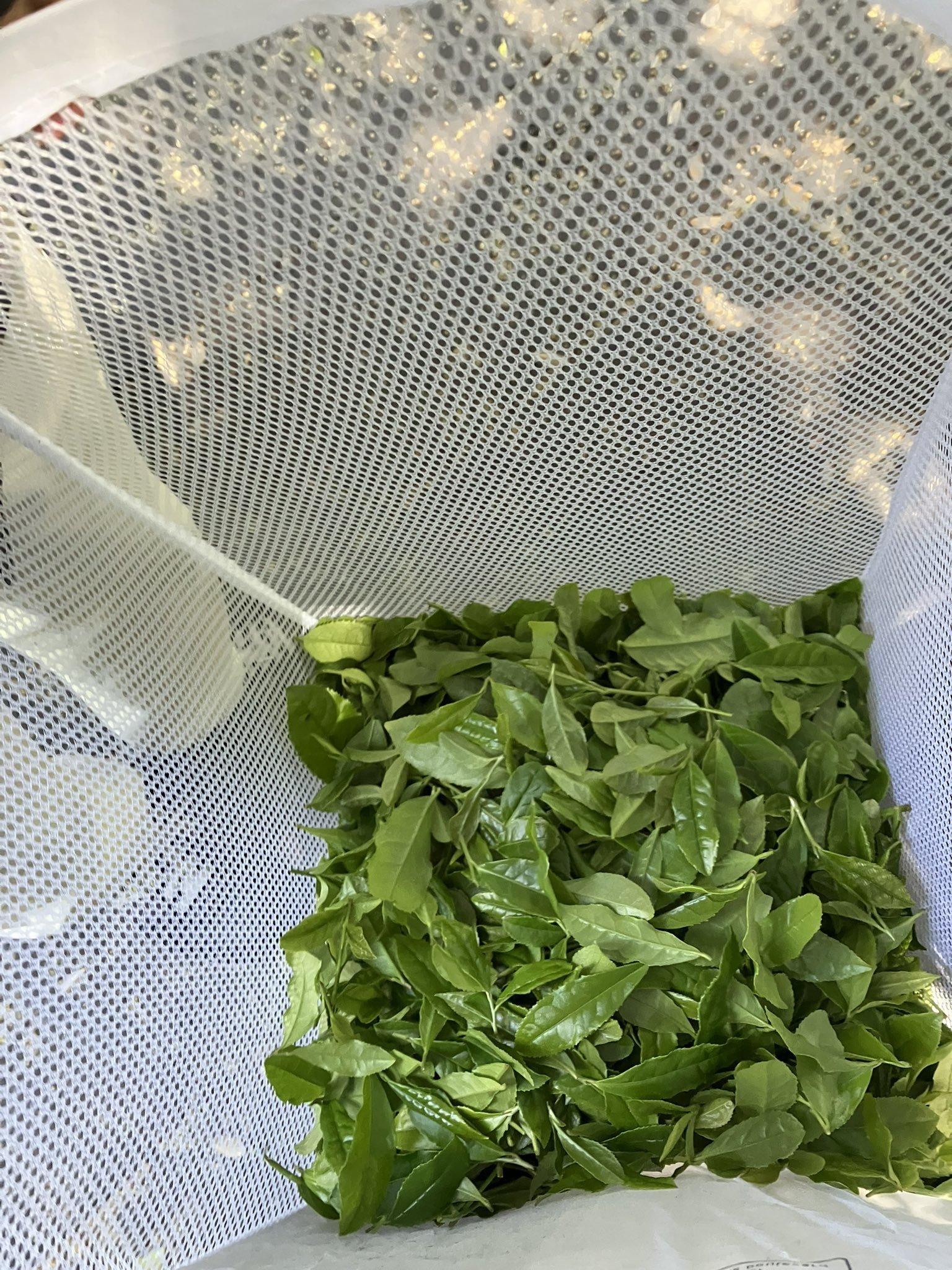 お茶摘み・製茶体験を行いました！