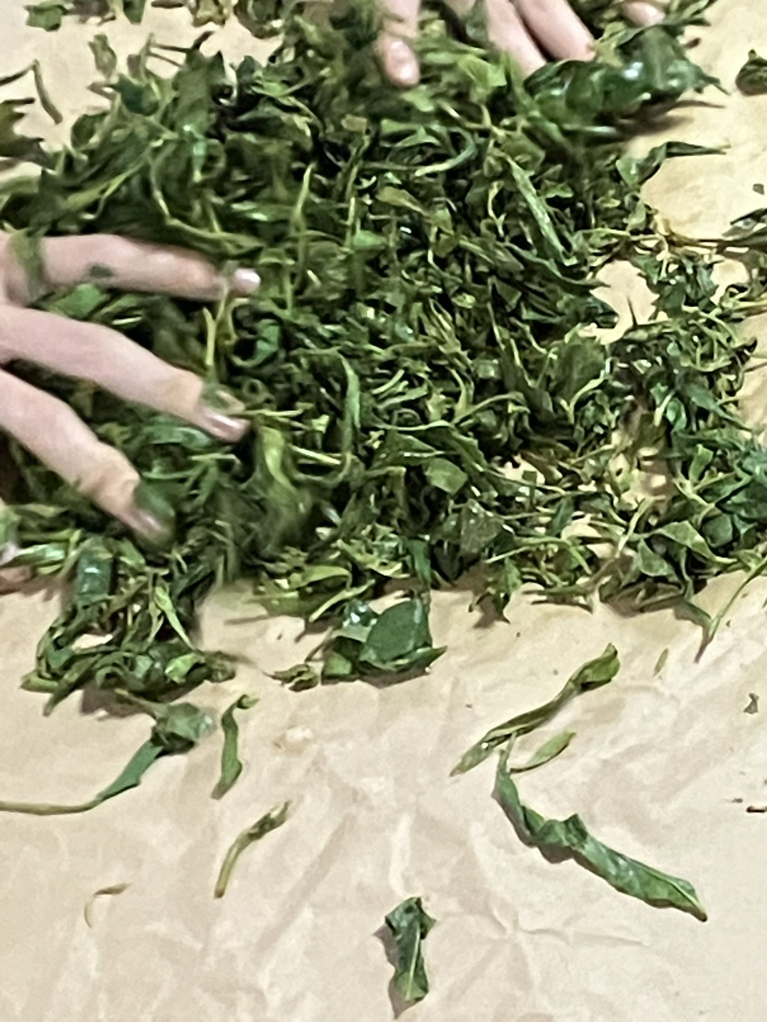 お茶摘み・製茶体験を行いました！