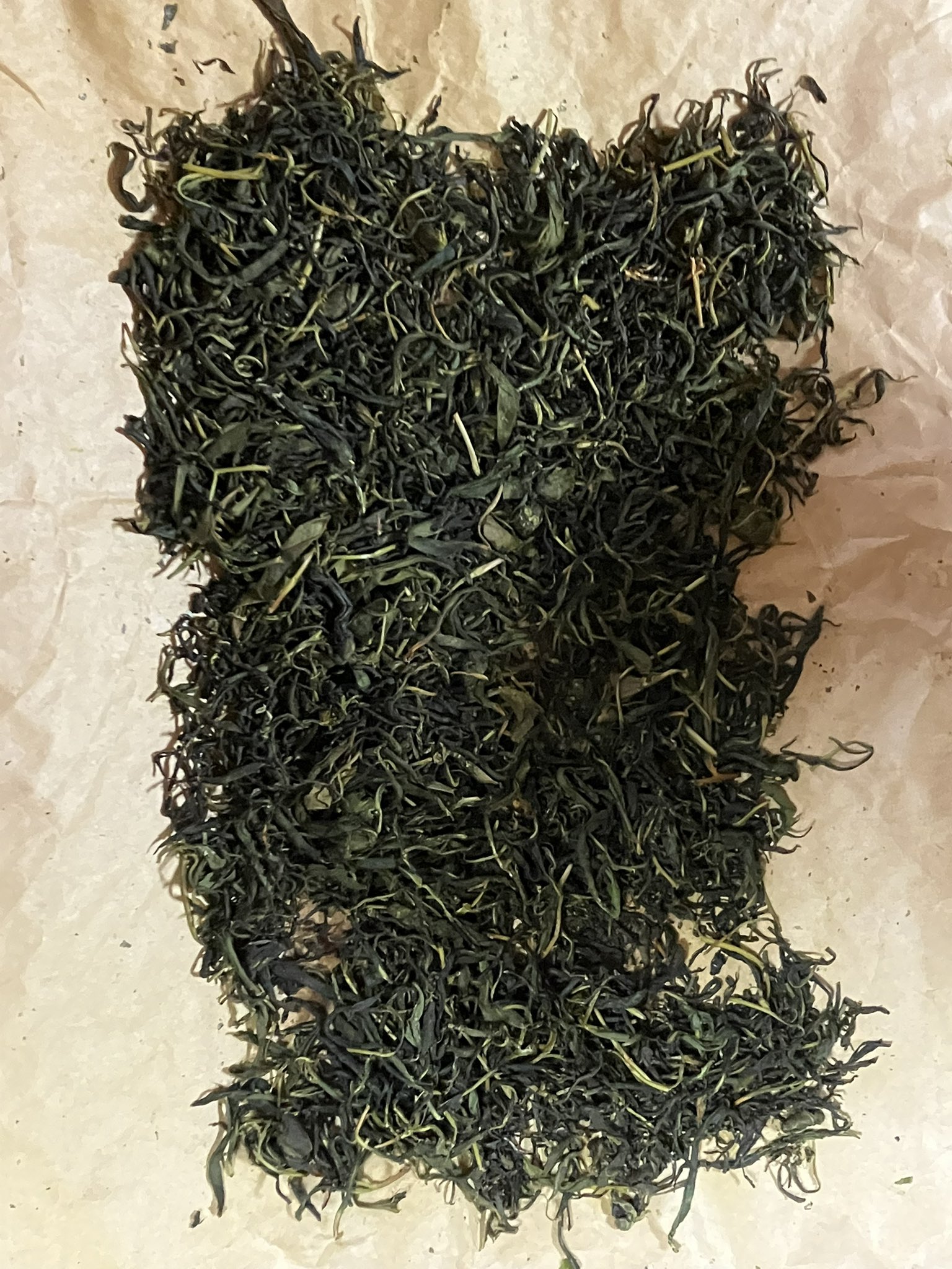 お茶摘み・製茶体験を行いました！